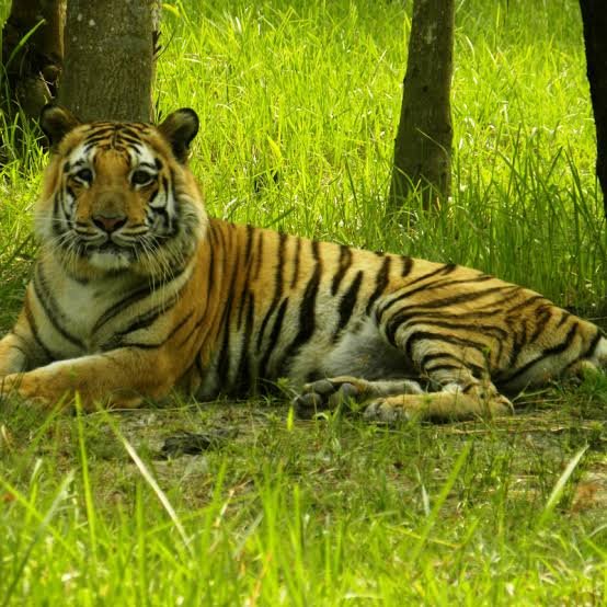 Colors and Wildlife of India and Nepal.jpeg